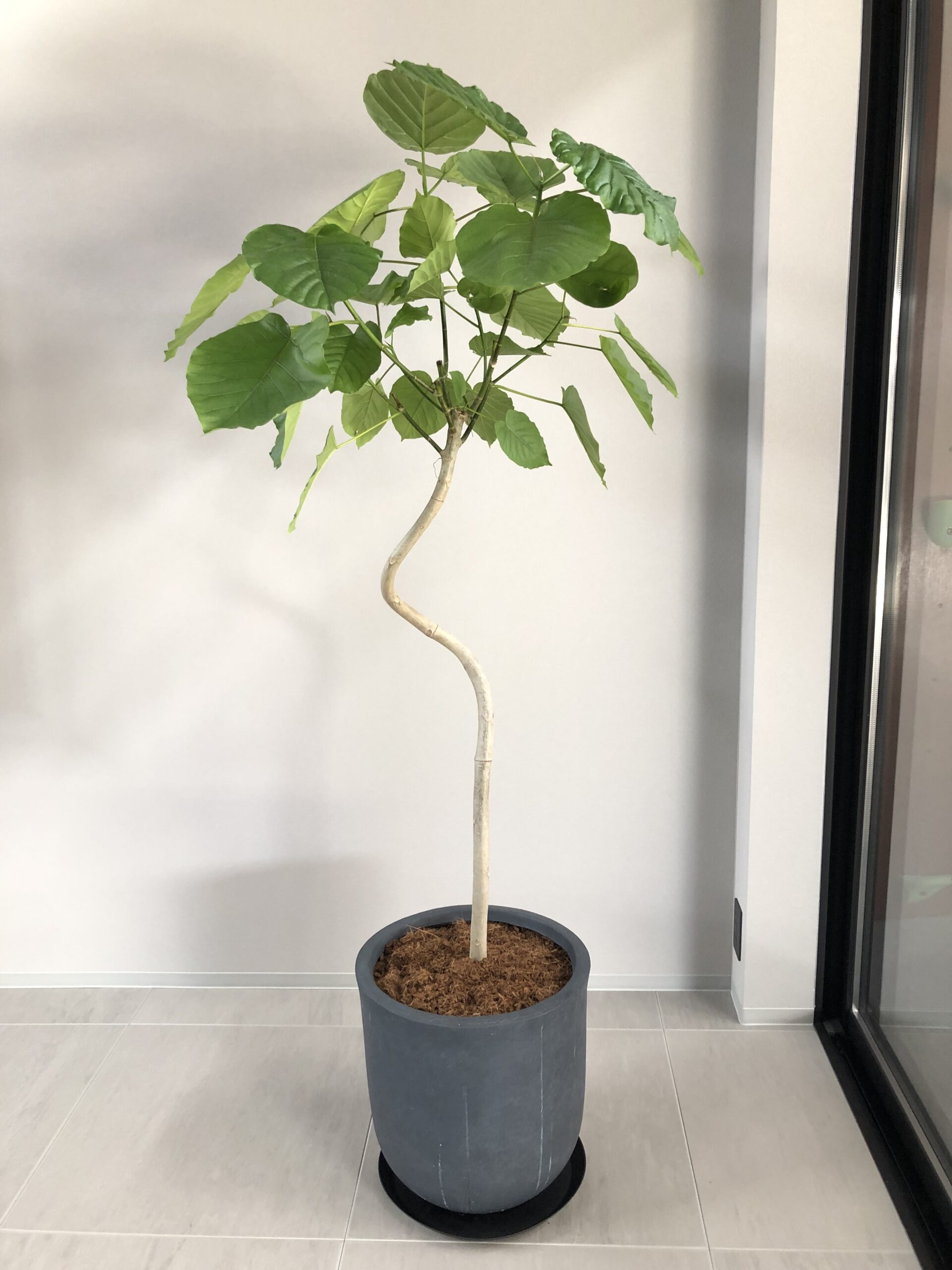 大きな緑の葉と曲がった幹を持つウンベラータを、グレーの鉢に植えて置いた姿